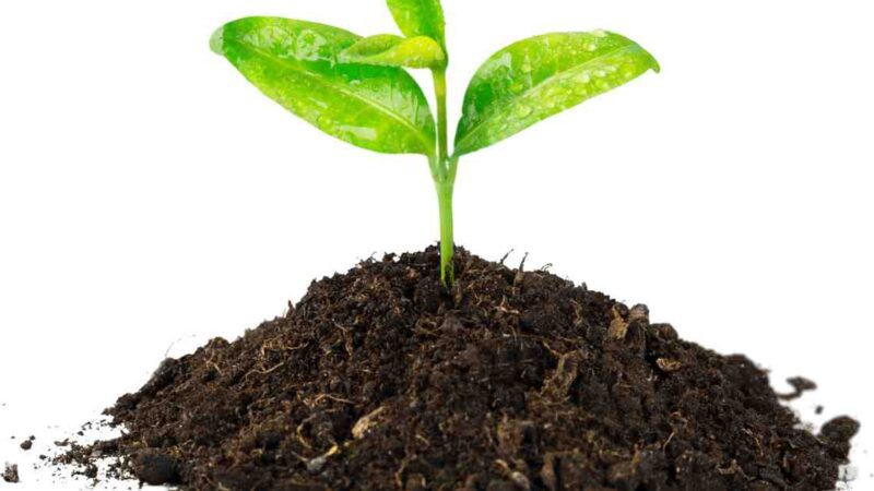 Growing Plants Hydroponically can be a Tricky Experience